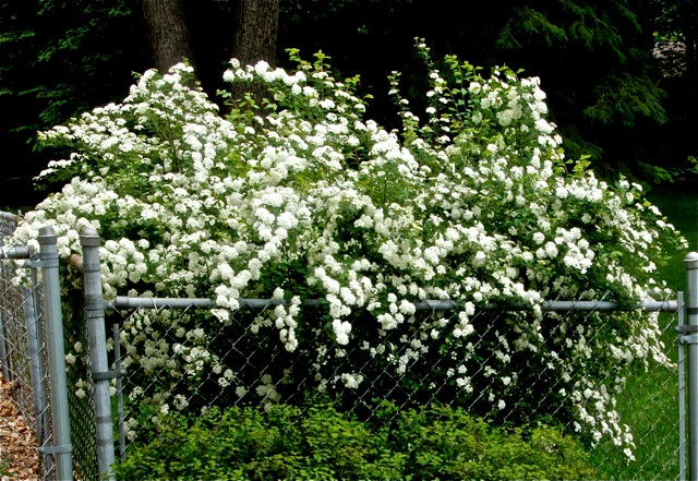 200602bbcut-spirea1