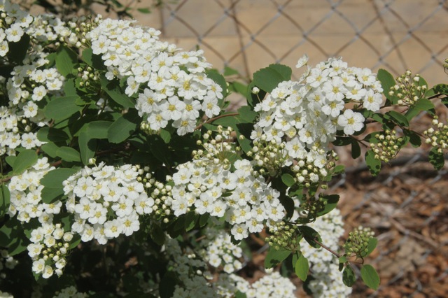 200602bbcut-spirea2