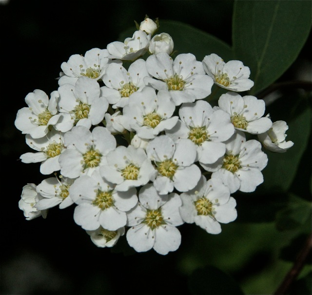 200602bbcut-spirea3