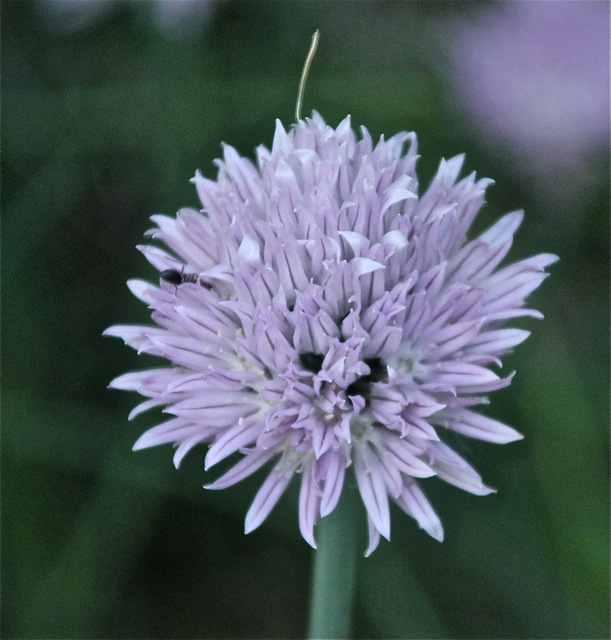 200617bbcut-backyards6