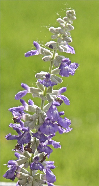 200617bbcut-backyards7