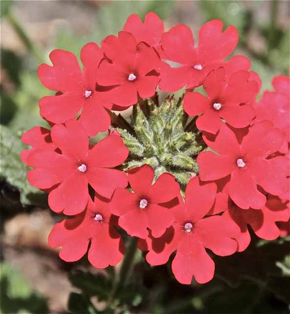 200617bbcut-frontyard2