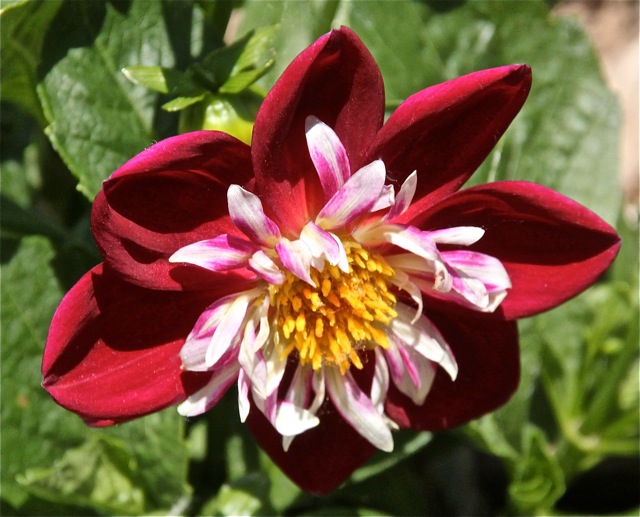 200617bbcut-frontyard4