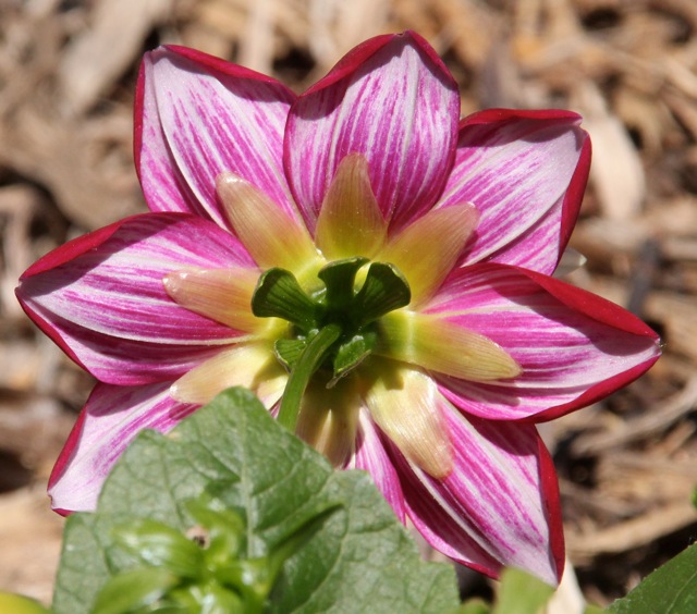 200617bbcut-frontyard5