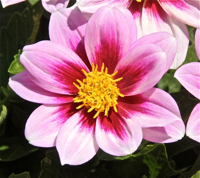 200617bbcut-frontyard6