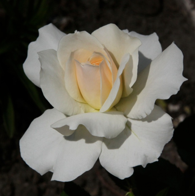 200617bbcut-neighborflowers2