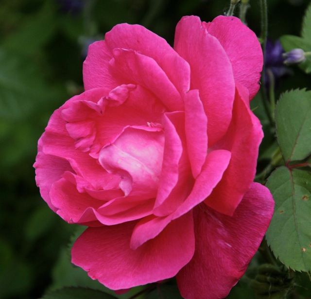 200617bbcut-neighborflowers3