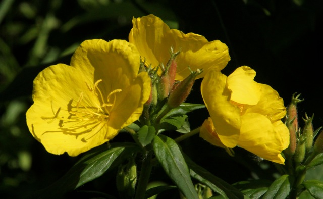 200617bbcut-neighborflowers5