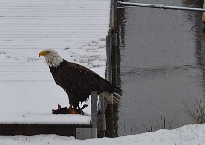 200627bbcut-eagleeating1