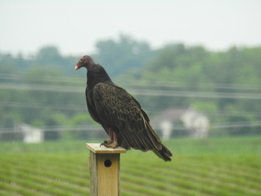 200627bbcut-turkeyvulture