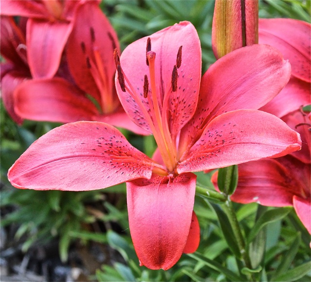 200627bbcut-wowblossom1