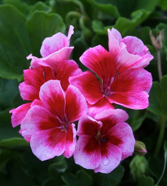 200627bbcut-wowblossom2