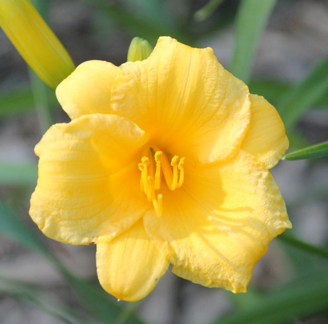 200627bbcut-wowblossom5