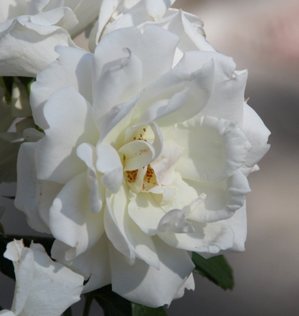 200629bbcut-swedecorner3