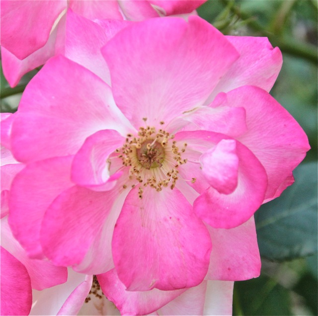 200629bbcut-swedecorner4