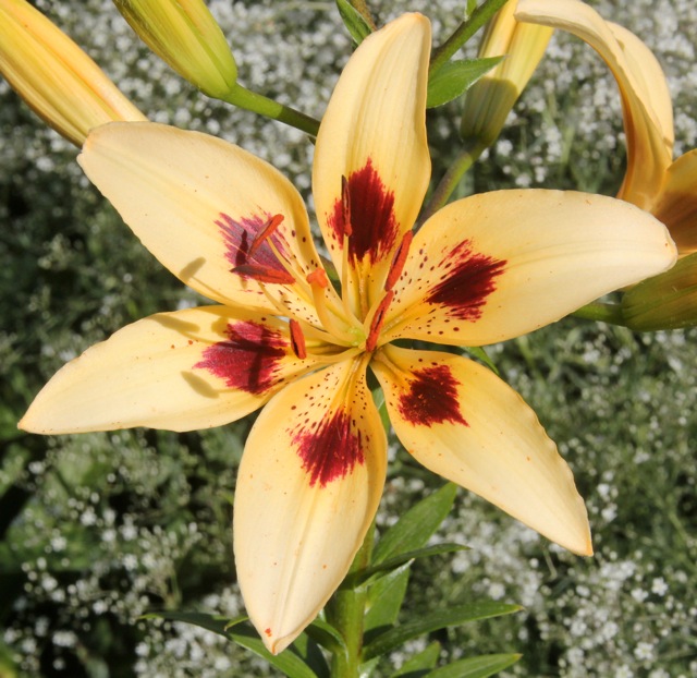 200629bbcut-swedecorner5