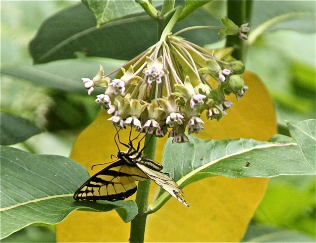 200630bbcut-butterfly1