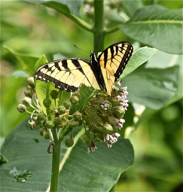 200630bbcut-butterfly2