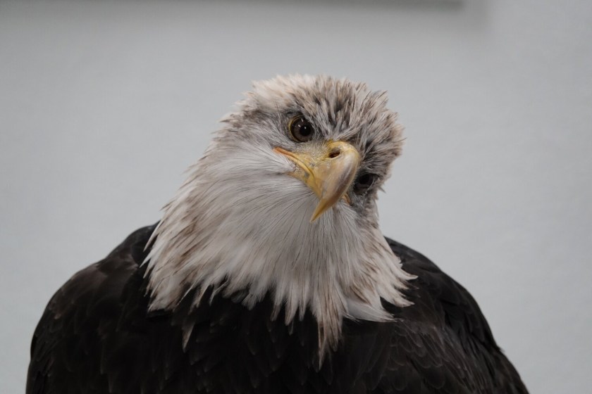 200708bbcut-baldeagle