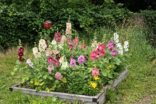 200708bbcut-hollyhocks1