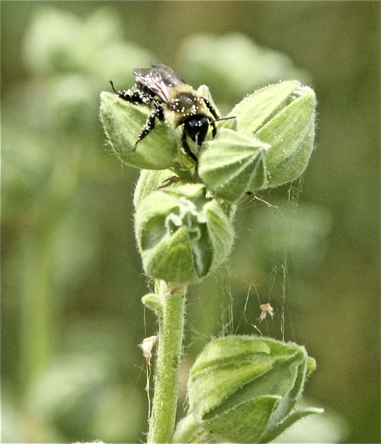 200708bbcut-hollyhocks11