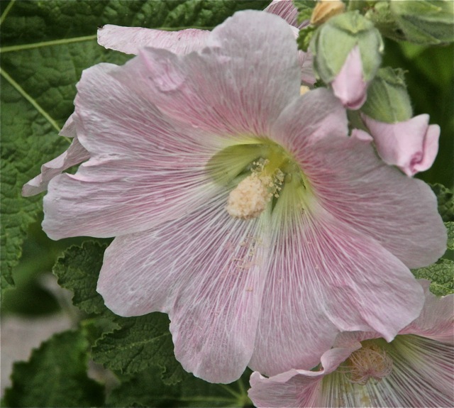 200708bbcut-hollyhocks2