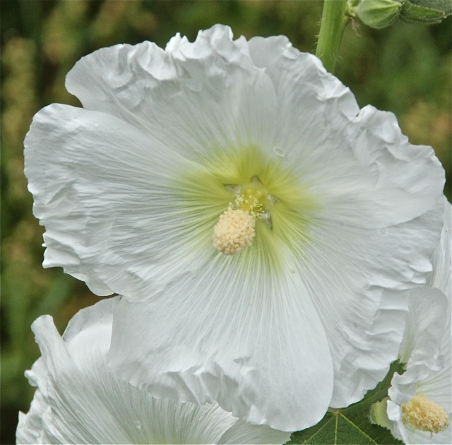 200708bbcut-hollyhocks6
