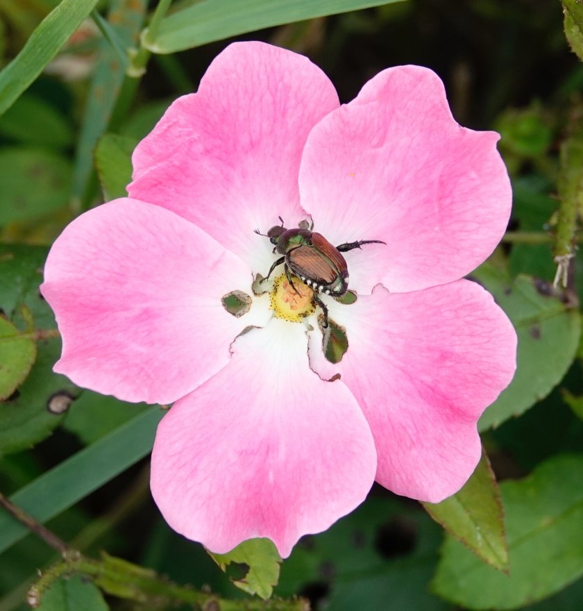 200708bbcut-japanesebeetle