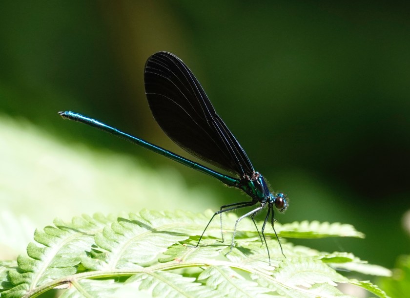 200708bbcut-jewelwing