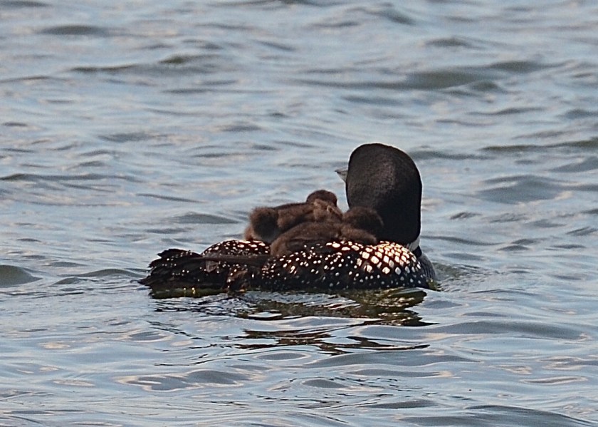 200708bbcut-loonbabies