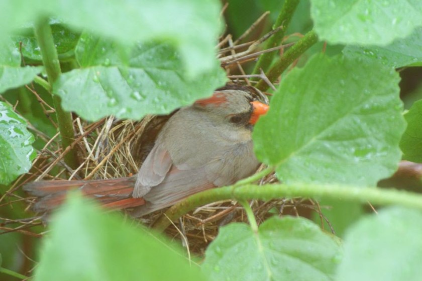 200713bbcut-cardinals2