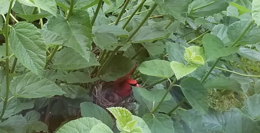 200713bbcut-cardinals3