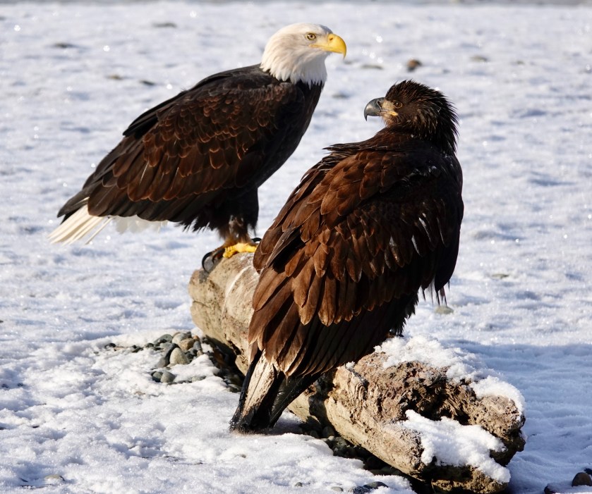 200713bbcut-eaglepair