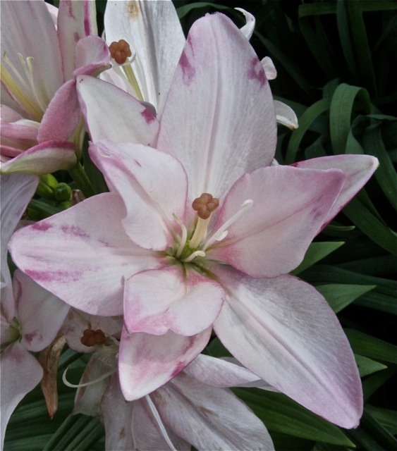 200713bbcut-swedelilies10