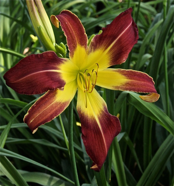 200713bbcut-swedelilies11