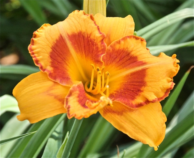 200713bbcut-swedelilies12