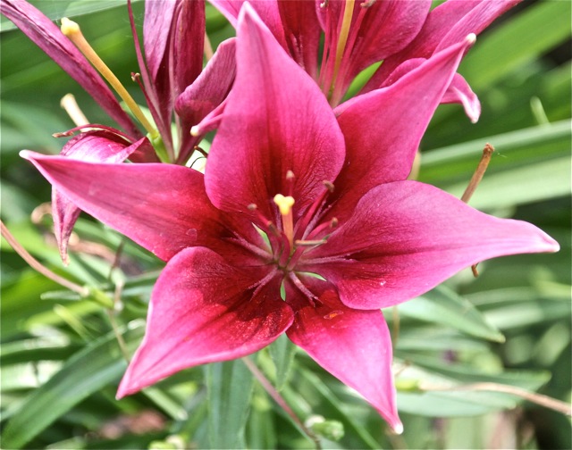 200713bbcut-swedelilies13