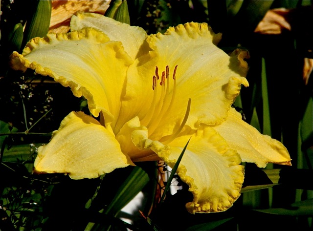 200713bbcut-swedelilies17