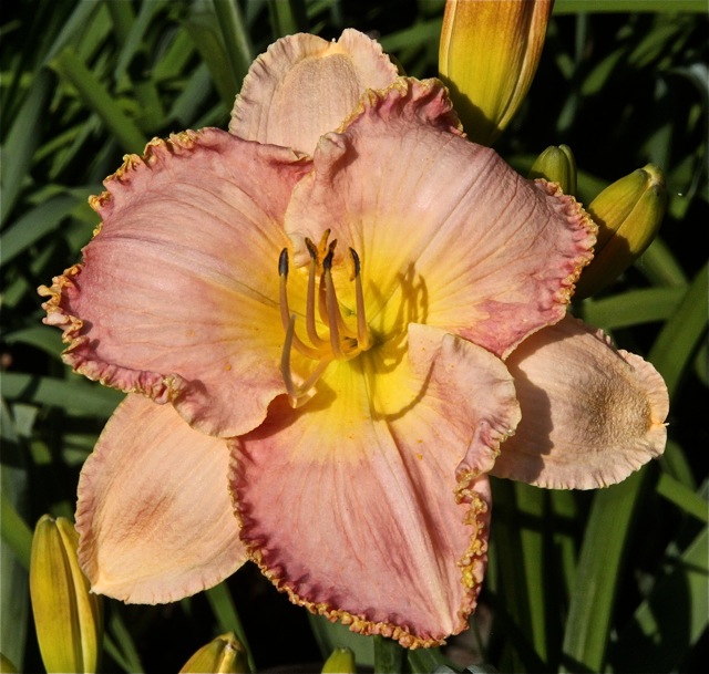 200713bbcut-swedelilies18