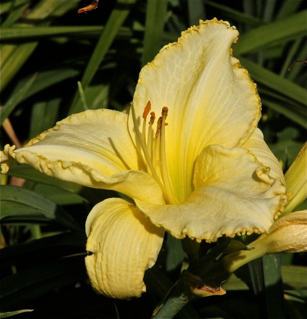 200713bbcut-swedelilies18A