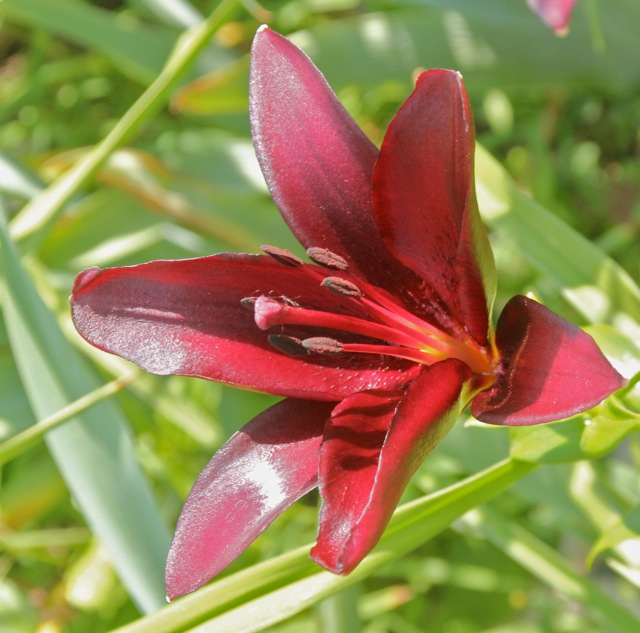 200713bbcut-swedelilies18B