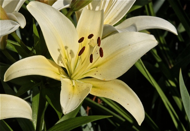 200713bbcut-swedelilies18C