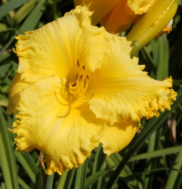 200713bbcut-swedelilies18D