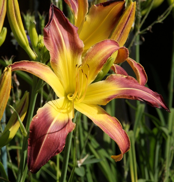 200713bbcut-swedelilies18E