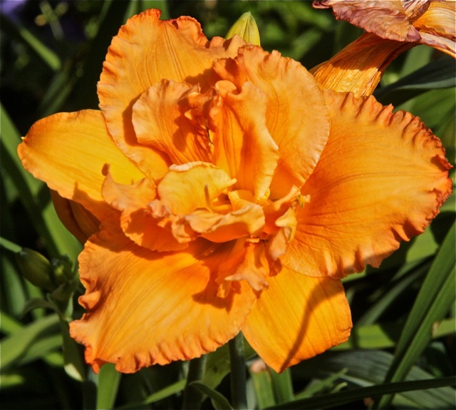 200713bbcut-swedelilies18F