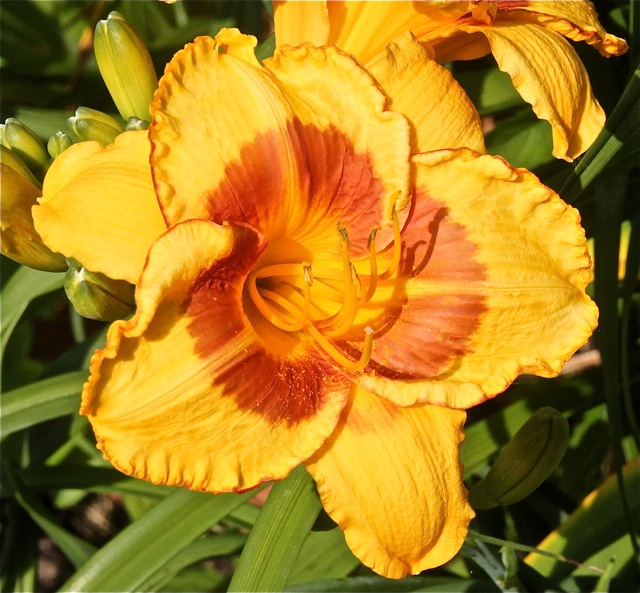 200713bbcut-swedelilies19