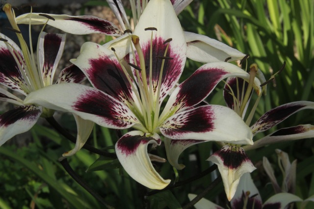 200713bbcut-swedelilies2