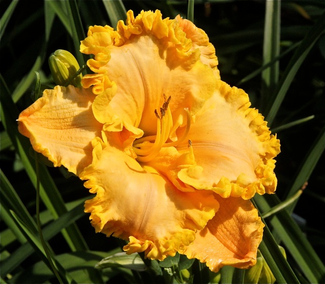 200713bbcut-swedelilies20