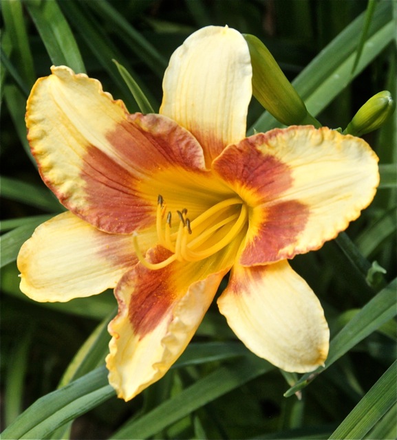 200713bbcut-swedelilies21