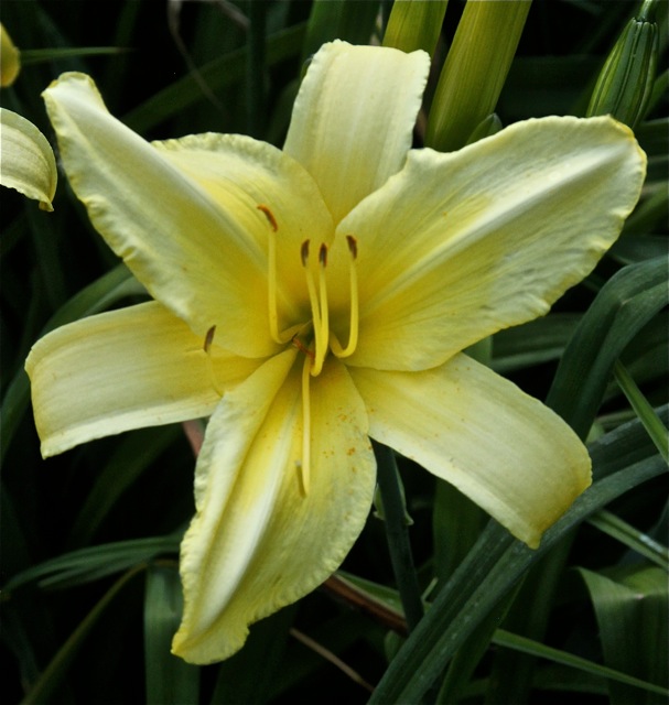 200713bbcut-swedelilies23